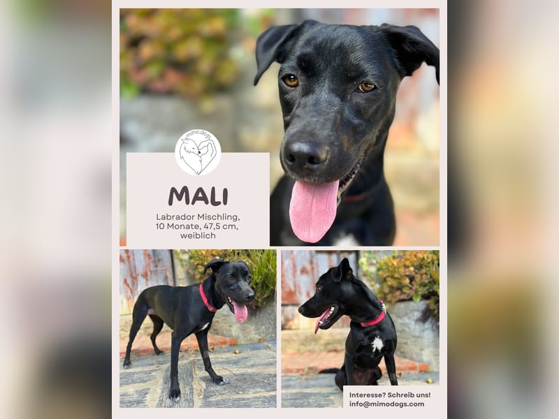 Mali: Fröhliche Labrador-Mix-Hündin