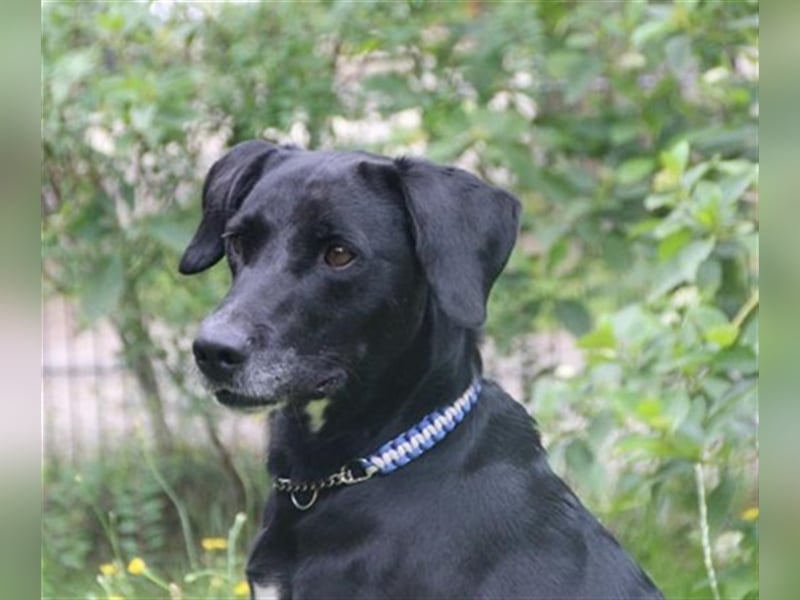 Justus, Labrador-Jagdhund-Mix, geb. 2021, freundlicher, ruhiger, sozialer Rüde