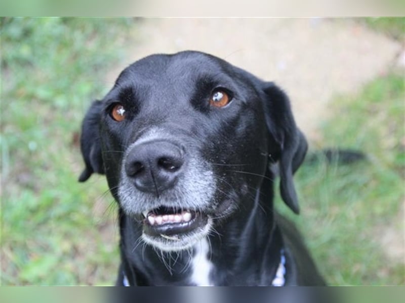 Justus, Labrador-Jagdhund-Mix, geb. 2021, freundlicher, ruhiger, sozialer Rüde
