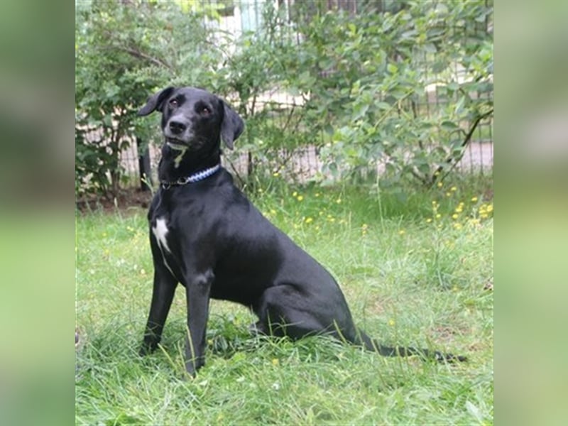 Justus, Labrador-Jagdhund-Mix, geb. 2021, freundlicher, ruhiger, sozialer Rüde