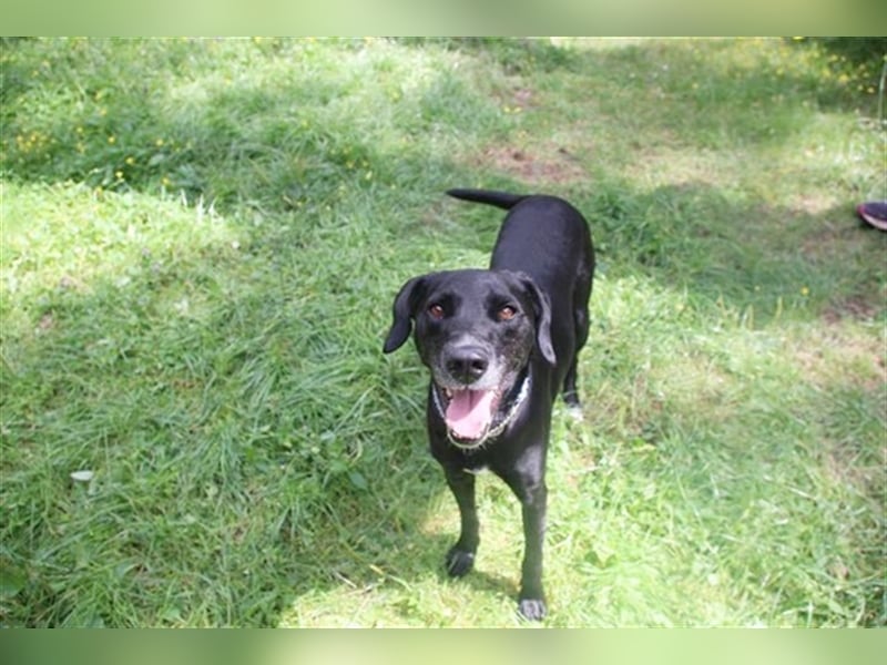 Justus, Labrador-Jagdhund-Mix, geb. 2021, freundlicher, ruhiger, sozialer Rüde