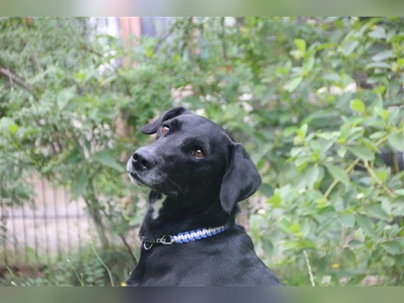 Justus, Labrador-Jagdhund-Mix, geb. 2021, freundlicher, ruhiger, sozialer Rüde
