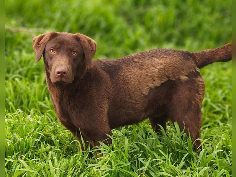 Enzo – der fröhliche Herzensjunge, der endlich ankommen möchte in seinem Für-immer-Zuhause