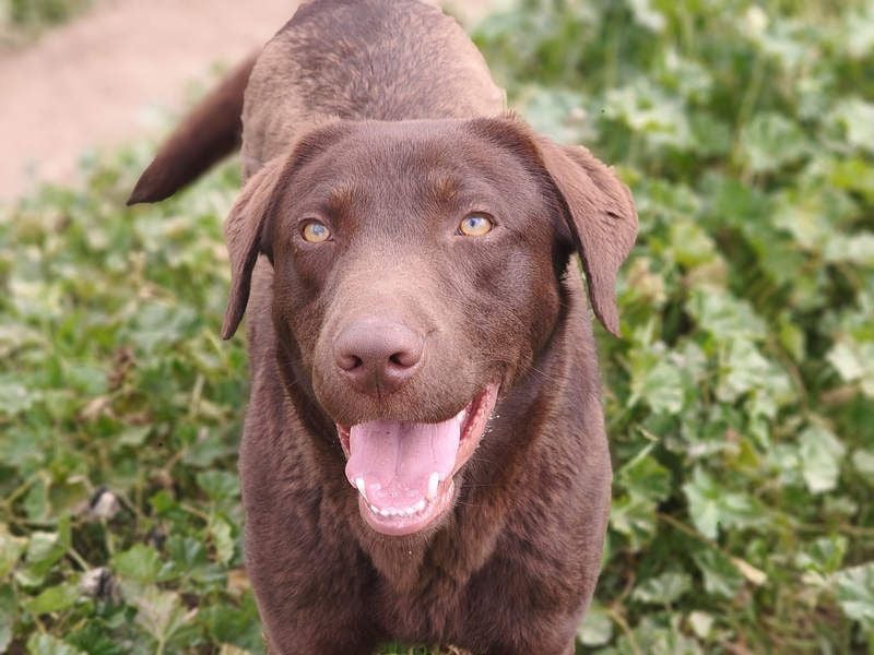Enzo – der fröhliche Herzensjunge, der endlich ankommen möchte in seinem Für-immer-Zuhause