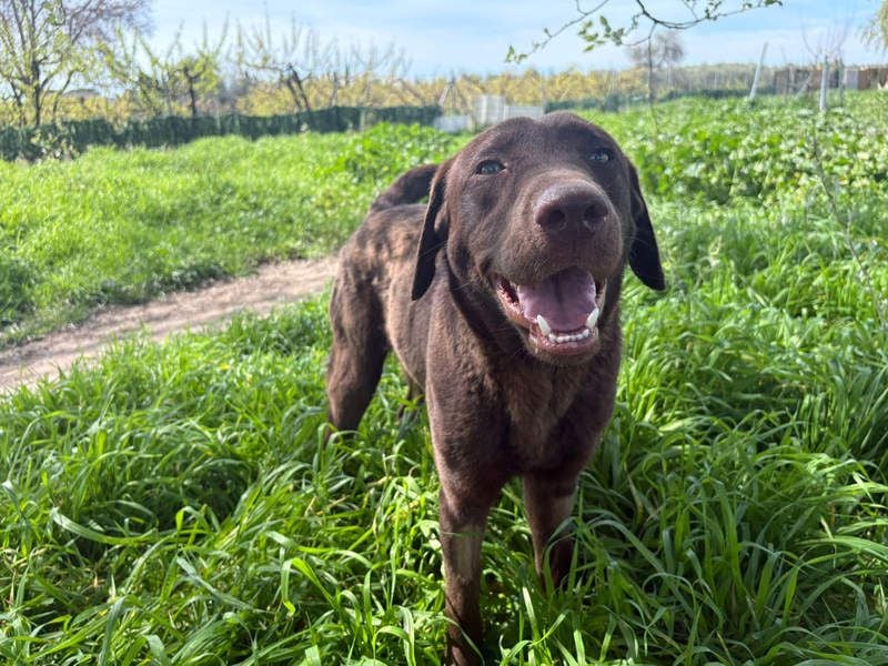 Enzo – der fröhliche Herzensjunge, der endlich ankommen möchte in seinem Für-immer-Zuhause