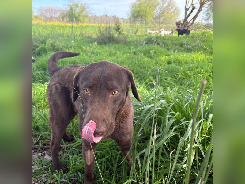 Enzo – der fröhliche Herzensjunge, der endlich ankommen möchte in seinem Für-immer-Zuhause