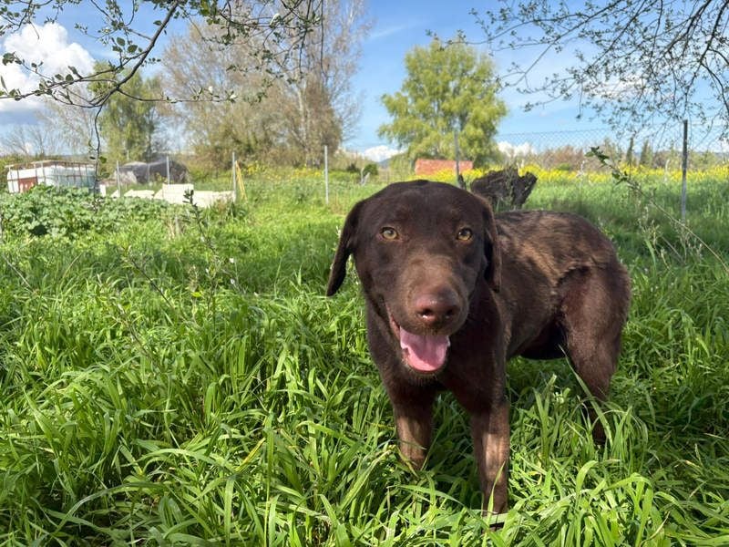 Enzo – der fröhliche Herzensjunge, der endlich ankommen möchte in seinem Für-immer-Zuhause