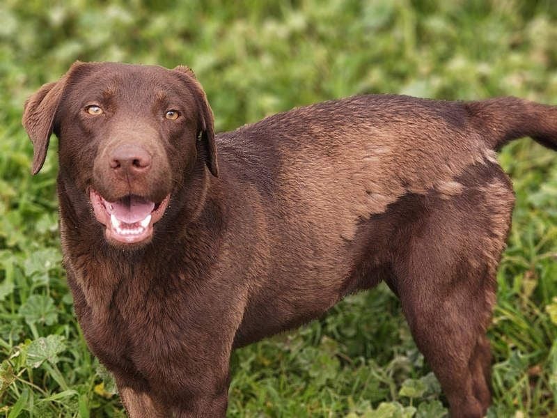 Enzo – der fröhliche Herzensjunge, der endlich ankommen möchte in seinem Für-immer-Zuhause