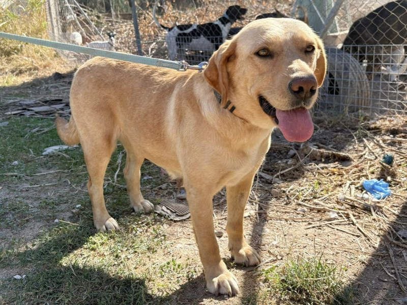 Seelenhündin VICTORIA