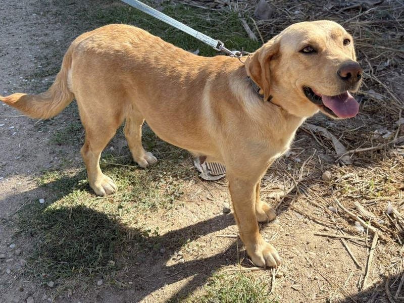 Seelenhündin VICTORIA