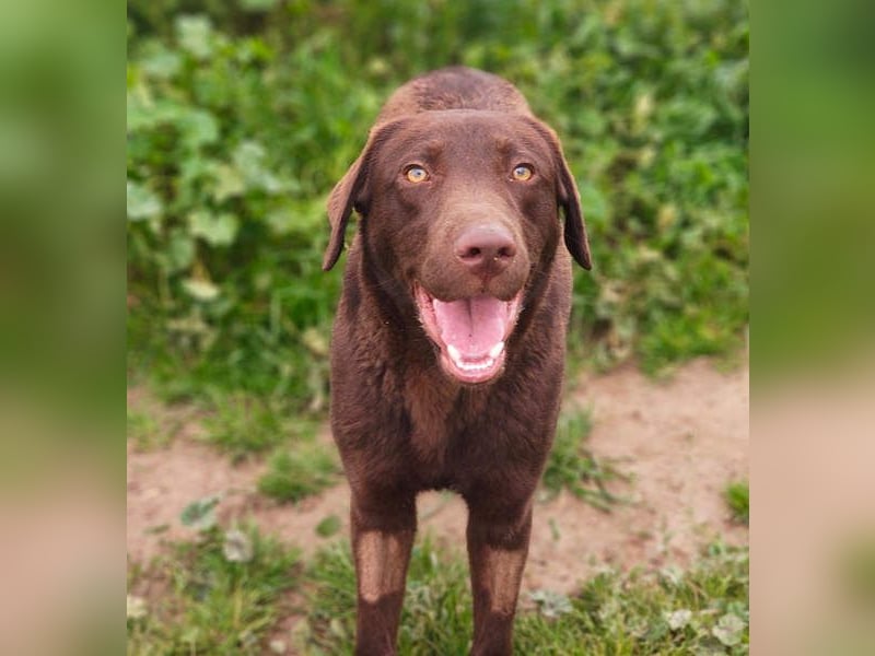 Enzo – der fröhliche Herzensjunge, der endlich ankommen möchte in seinem Für-immer-Zuhause