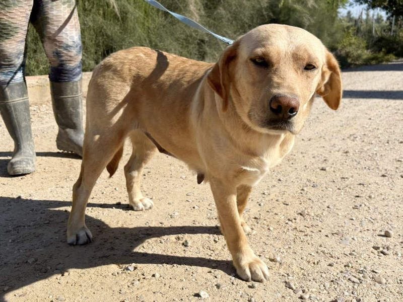 Seelenhündin VICTORIA