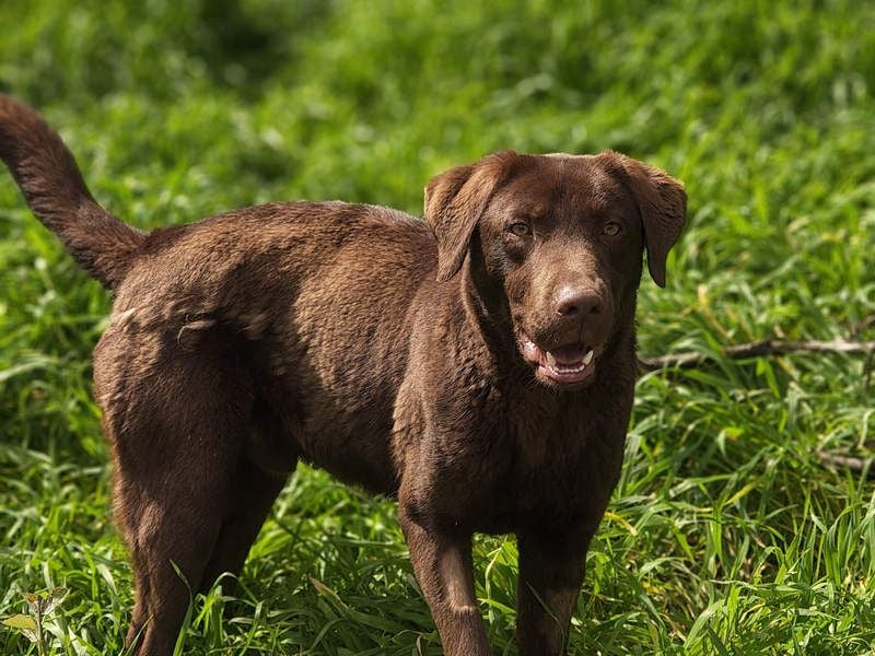 Enzo – der fröhliche Herzensjunge, der endlich ankommen möchte in seinem Für-immer-Zuhause