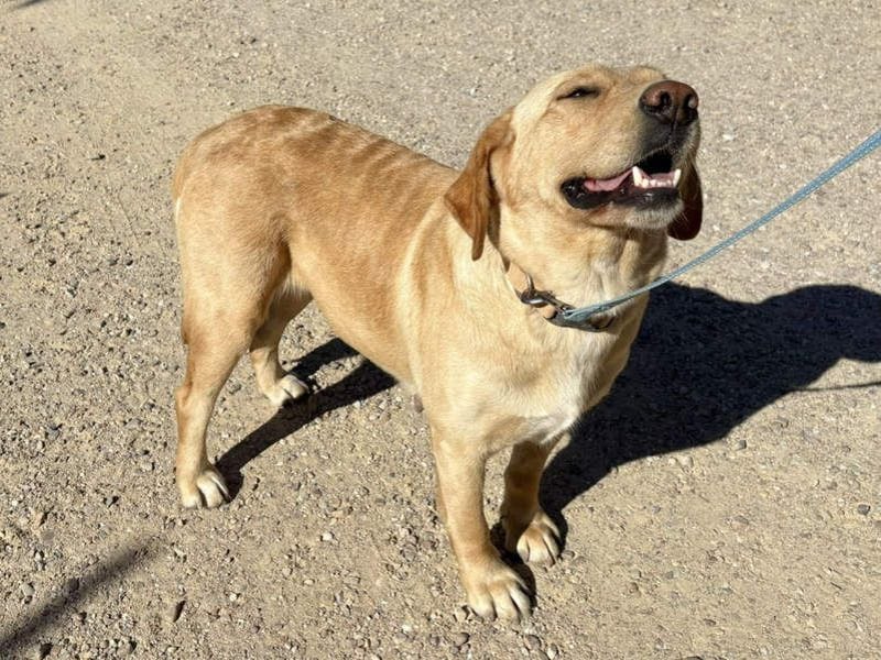 Seelenhündin VICTORIA