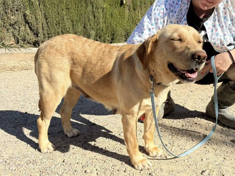 Seelenhündin VICTORIA