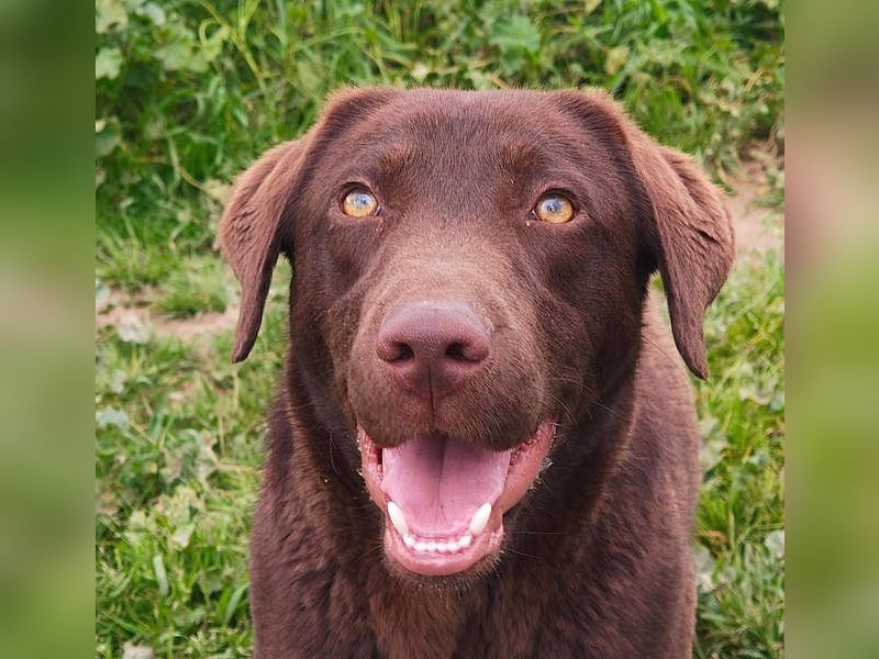 Enzo – der fröhliche Herzensjunge, der endlich ankommen möchte in seinem Für-immer-Zuhause