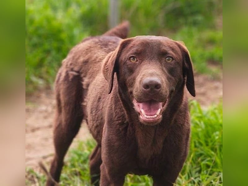 Enzo – der fröhliche Herzensjunge, der endlich ankommen möchte in seinem Für-immer-Zuhause