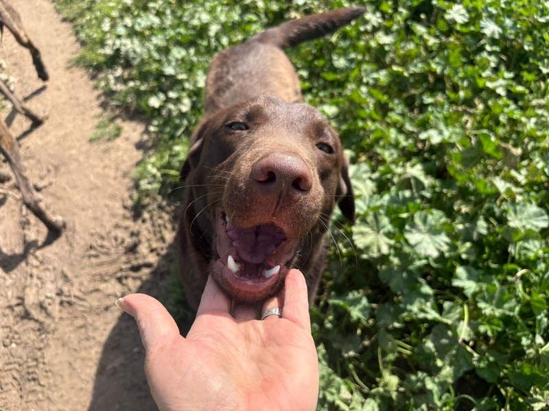 Enzo – der fröhliche Herzensjunge, der endlich ankommen möchte in seinem Für-immer-Zuhause