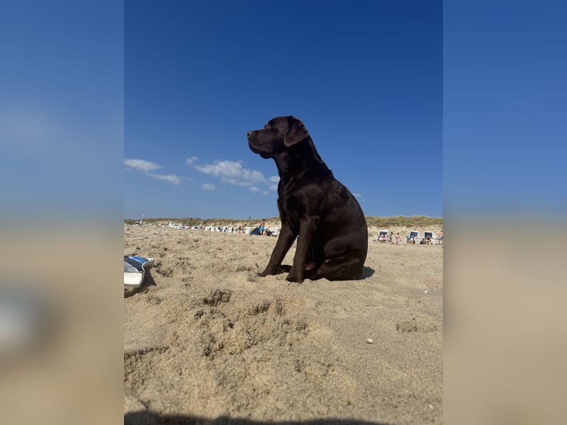 Labrador Retriever chocolate 4 Jahre
