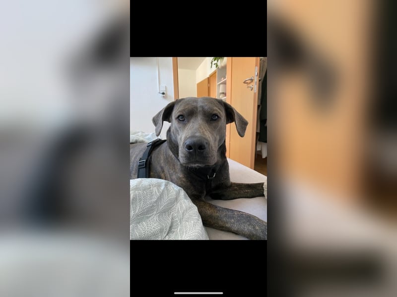 Lotti sucht ihr Zuhause für immer