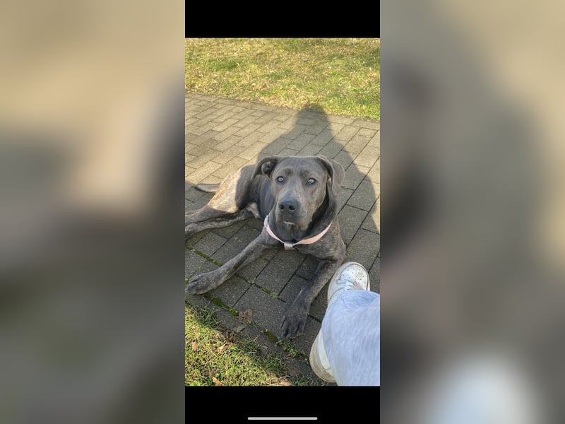 Lotti sucht ihr Zuhause für immer