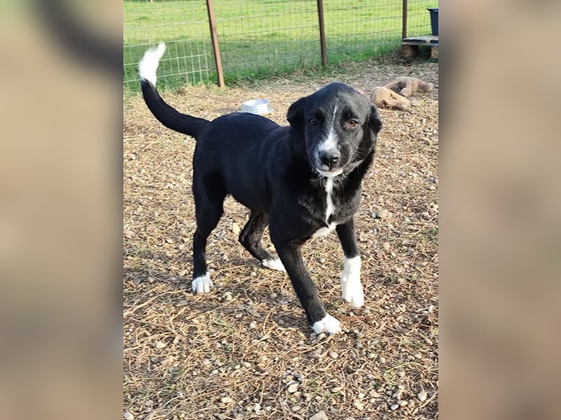 Dino - bezaubernder Hundebub