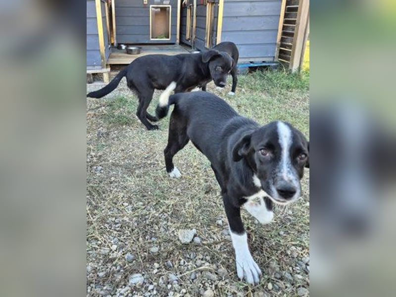 Tami - zauberhaftes Hundenäschen