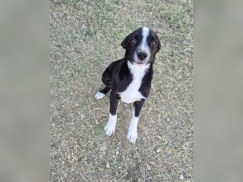 Tami - zauberhaftes Hundenäschen