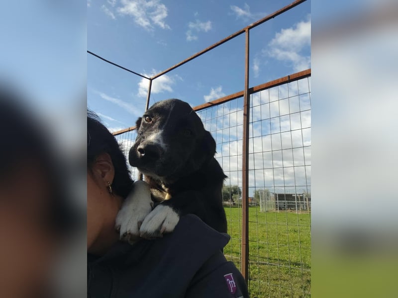 Dino - bezaubernder Hundebub