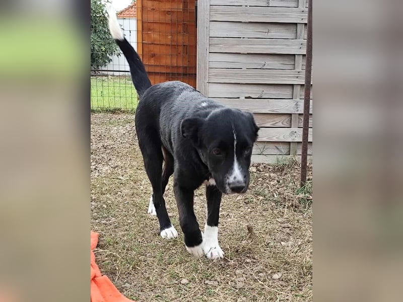 Dino - bezaubernder Hundebub