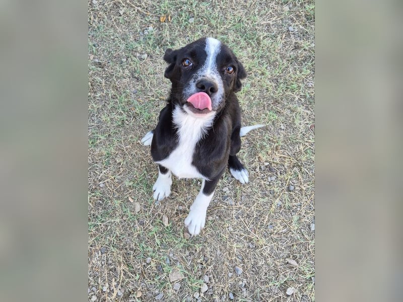 Tami - zauberhaftes Hundenäschen