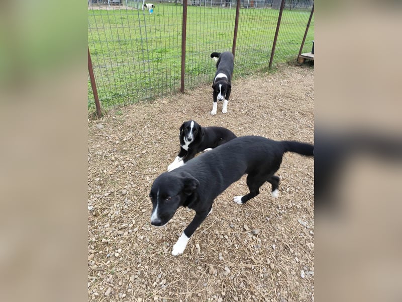 Dino - bezaubernder Hundebub