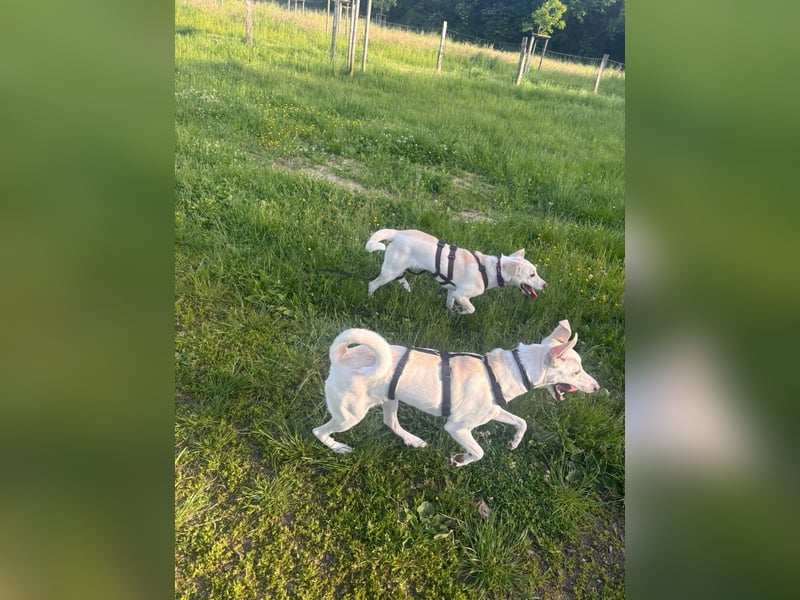 Junge Labrador Mix Hündin sucht. .