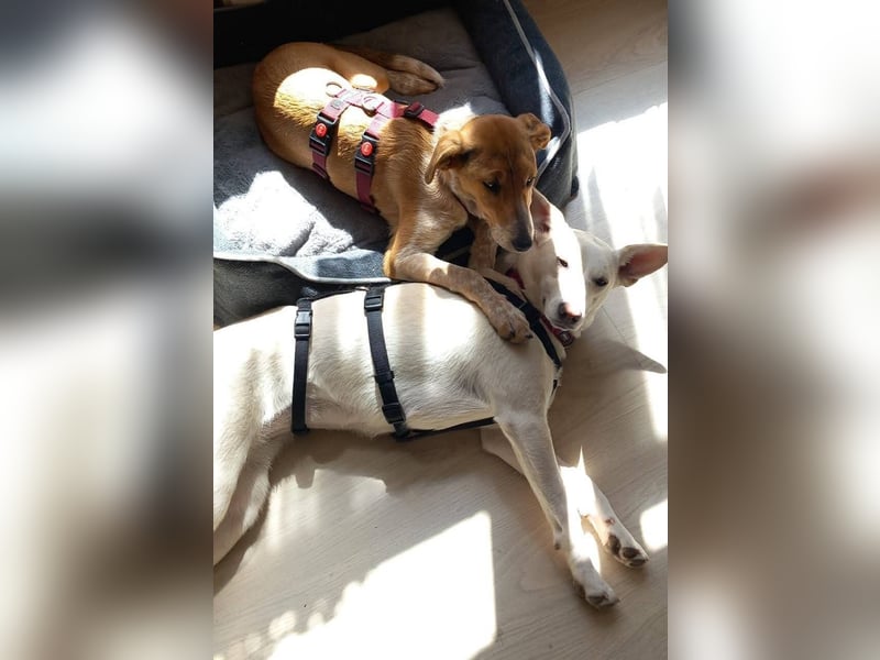 Junge Labrador Mix Hündin sucht. .