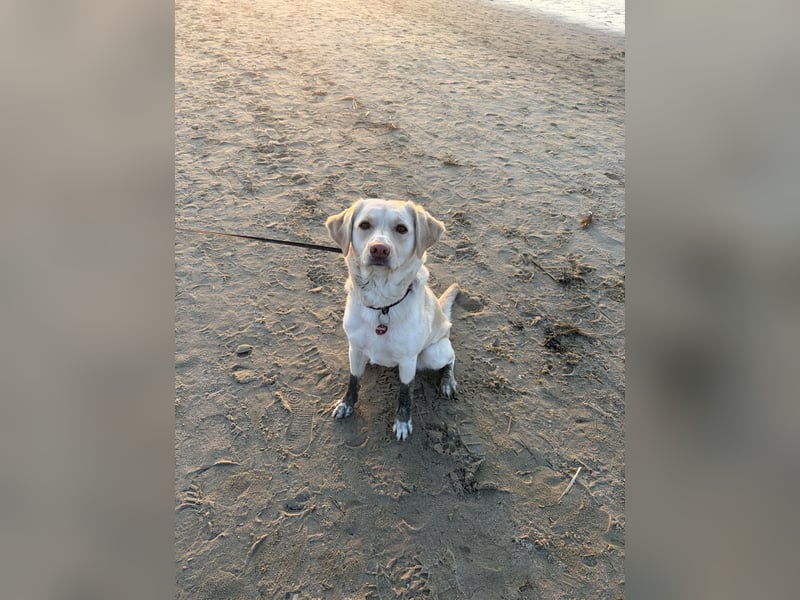 Labrador Retriever ( Mischling)