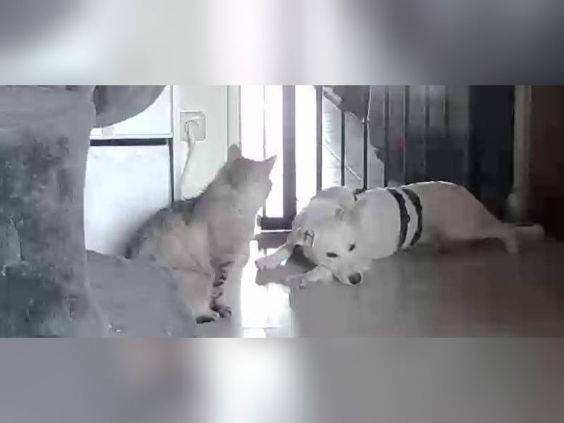 Junge Labrador Mix Hündin sucht. .