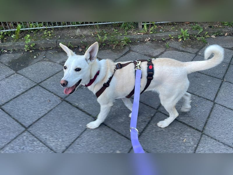 Junge Labrador Mix Hündin sucht. .