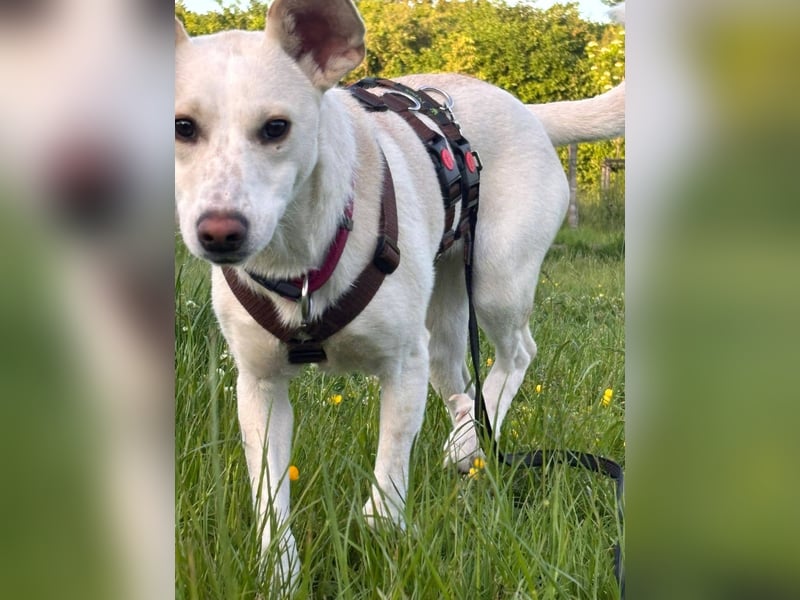 Junge Labrador Mix Hündin sucht. .