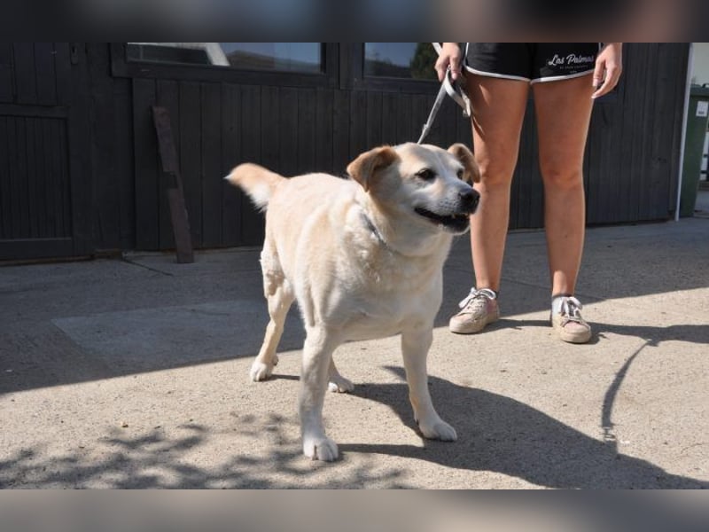 sanfter Labrador Mix Lary