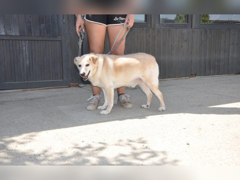 sanfter Labrador Mix Lary