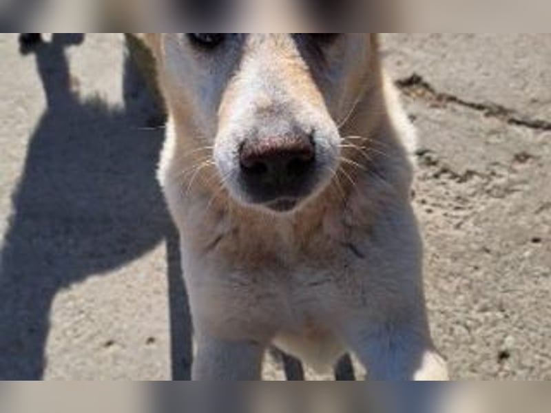 sanfter Labrador Mix Lary