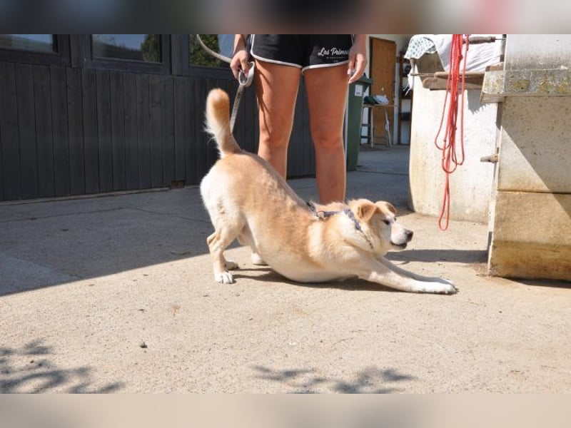 sanfter Labrador Mix Lary