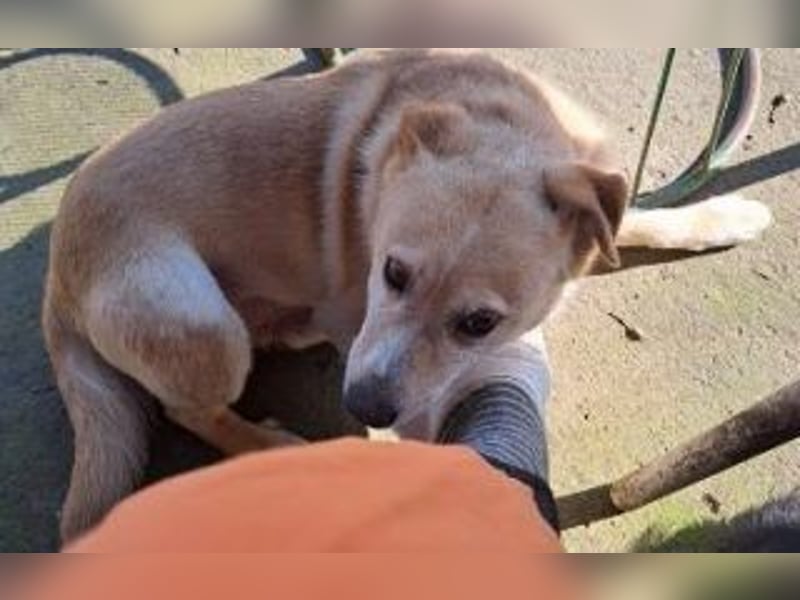 sanfter Labrador Mix Lary