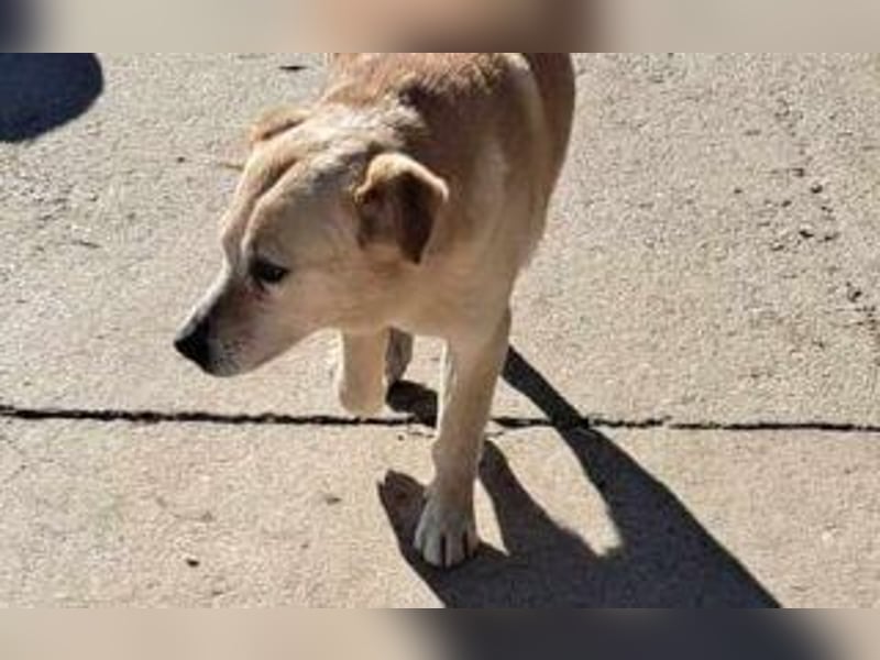 sanfter Labrador Mix Lary