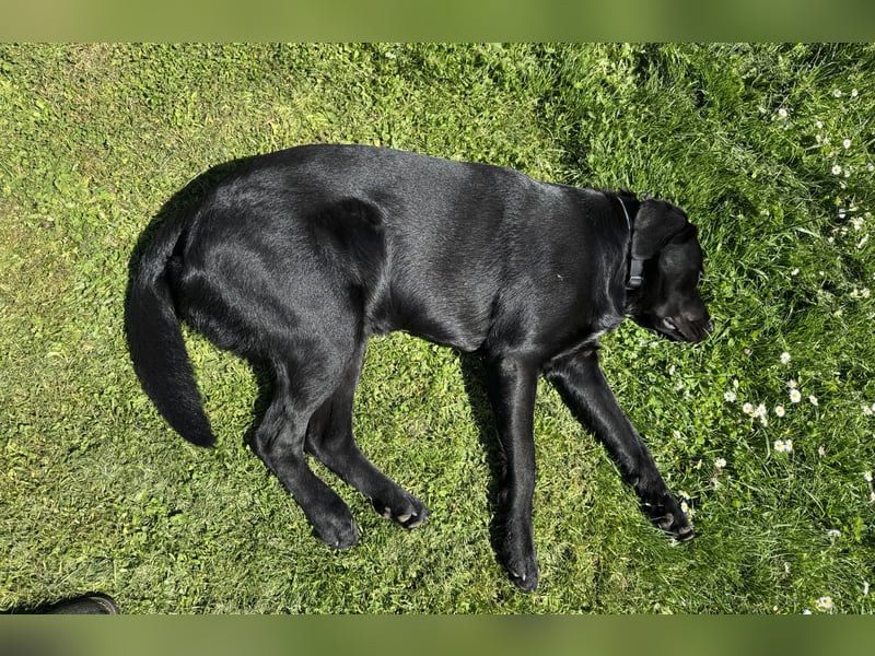 Labradormix