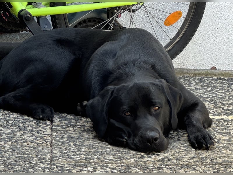 Labradormix