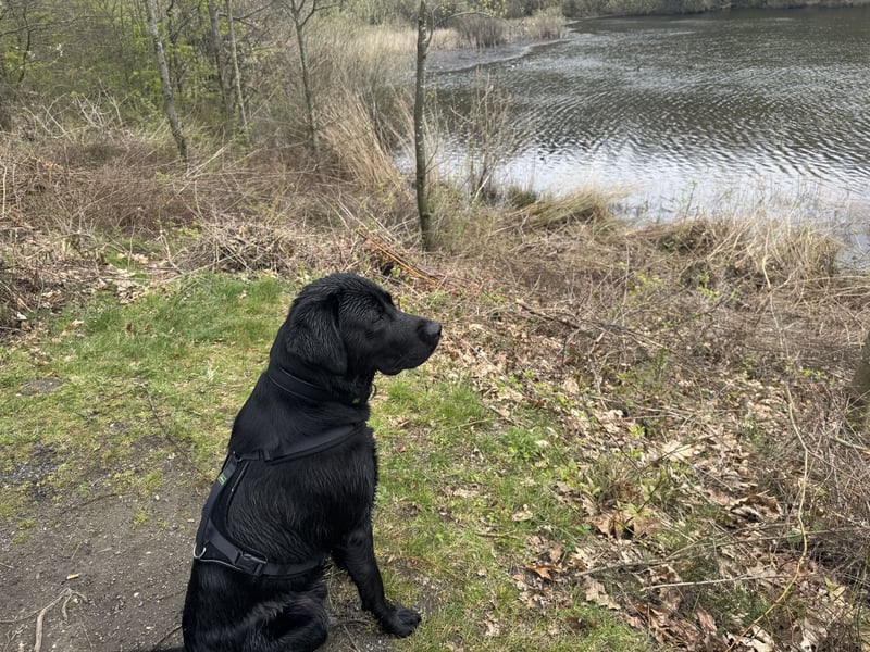 Labradormix