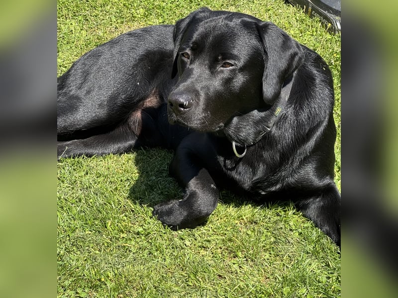 Labradormix