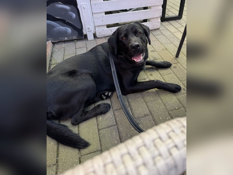 Labradormix