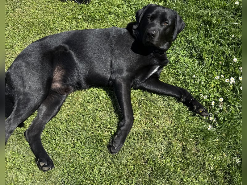 Labradormix